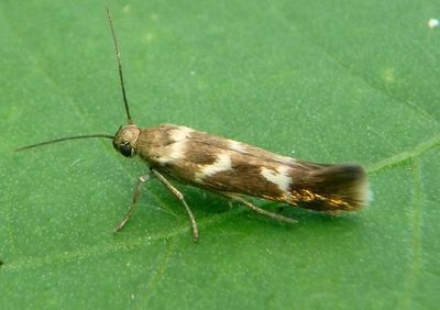 1678 - Scythris trivinctella; Banded Scythris