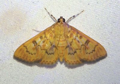 5269 - Psara dryalis; Crambid Snout Moth species