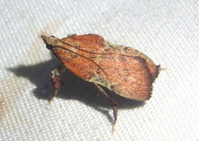 5553 - Galasa nigripunctalis; Pyralid Moth species