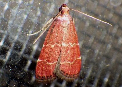5574.2 - Heliades lindae; Pyralid Moth species