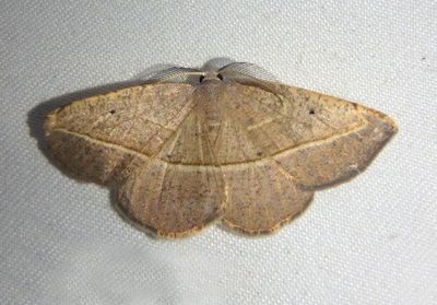 6940 - Eusarca tibiaria; Geometrid Moth species