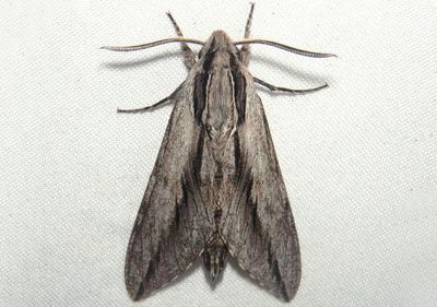 7813 - Sphinx dollii; Doll's Sphinx
