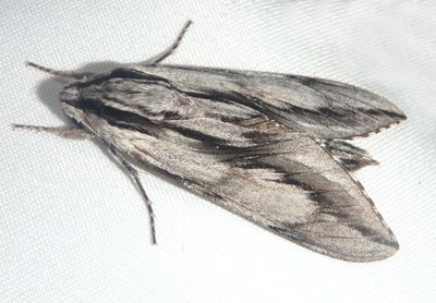 7813 - Sphinx dollii; Doll's Sphinx