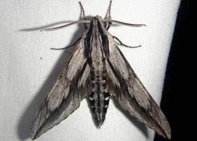 7813 - Sphinx dollii; Doll's Sphinx