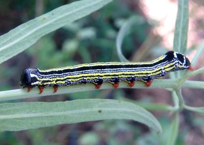7964 - Cargida pyrrha; Prominent Moth species caterpillar