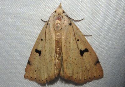 8515 - Scolecocampa atriluna; Owlet Moth species