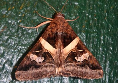 8600 - Melipotis indomita; Indomitable Melipotis Moth; male