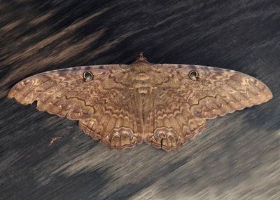 8649 - Ascalapha odorata; Black Witch; male