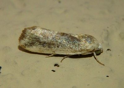 9102 - Ponometia fasciatella; Bird Dropping Moth species
