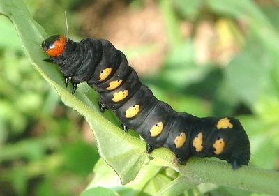 9313 - Alypiodes geronimo; Owlet Moth species caterpillar