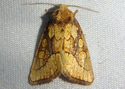 9799 - Nocloa alcandra; Owlet Moth species