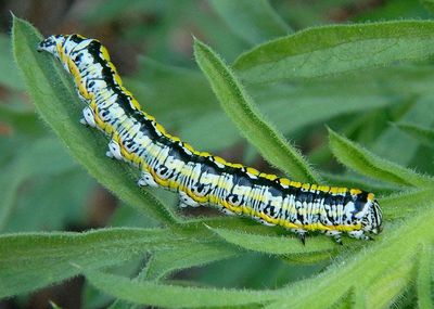 10191.2 - Cucullia charon; Hooded Owlet species caterpillar