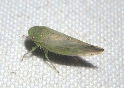 Acinopterini