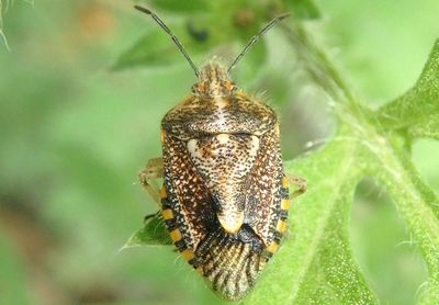 Agonoscelis puberula; African Cluster Bug; exotic