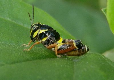 Aidemona azteca; Aztec Spur-throat; first instar
