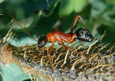 Alydidae Broad-headed Bug species nymph