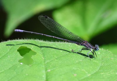 Argia funebris; Springwater Dancer; male