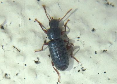 Mecysmus Darkling Beetle species