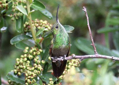 Berylline Hummingbird