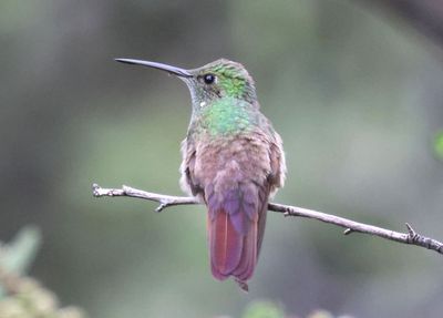 Berylline Hummingbird
