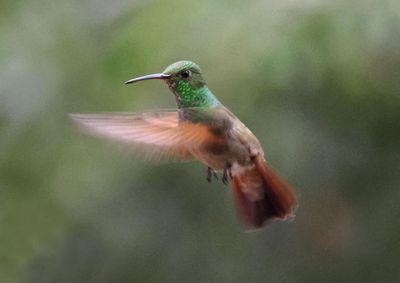 Berylline Hummingbird