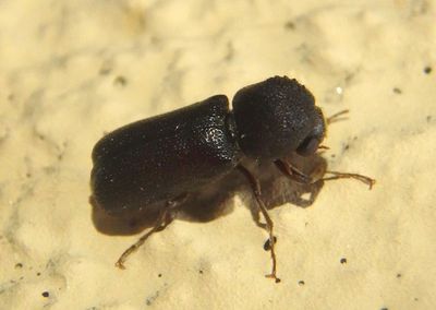 Bostrichini Beetle species
