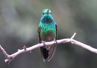Broad-billed X Berylline Hummingbird hybrid; male