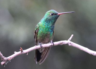 Broad-billed X Berylline Hummingbird hybrid; male