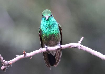 Broad-billed X Berylline Hummingbird hybrid; male