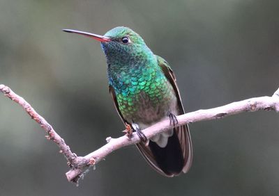 Broad-billed X Berylline Hummingbird hybrid; male