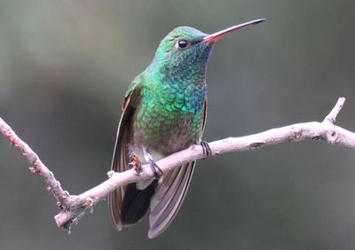 Broad-billed X Berylline Hummingbird hybrid; male