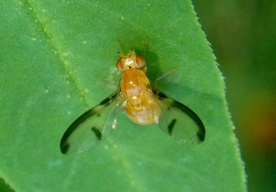 Camptoprosopella maculipennis; Lauxaniid Fly species