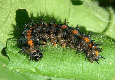Chlosyne lacinia; Bordered Patch caterpillar