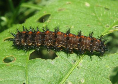 Chlosyne lacinia; Bordered Patch caterpillar