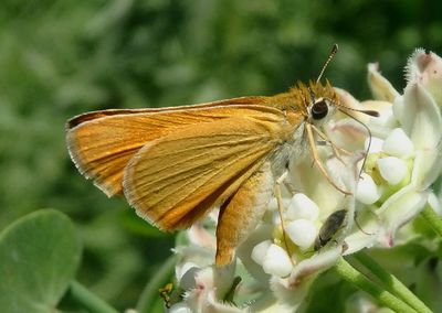 Copaeodes aurantiaca; Orange Skipperling