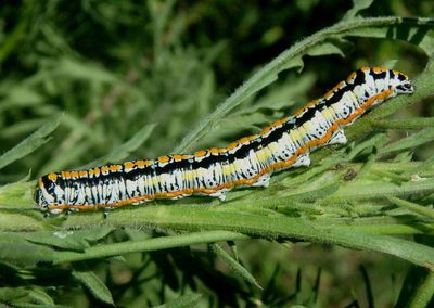 10180-10214 Cucullia Hooded Owlet species caterpillar