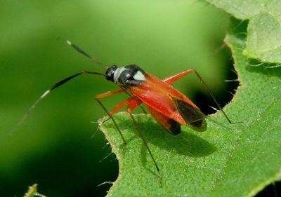 Garganus splendidus; Plant Bug species