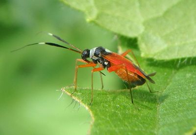 Garganus splendidus; Plant Bug species