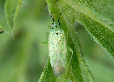 Ilnacora arizonae; Plant Bug species