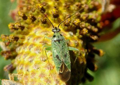Ilnacora nicholi; Plant Bug species