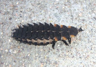Lycus Net-wing Beetle species larva