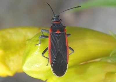 Melacoryphus lateralis; Seed Bug species