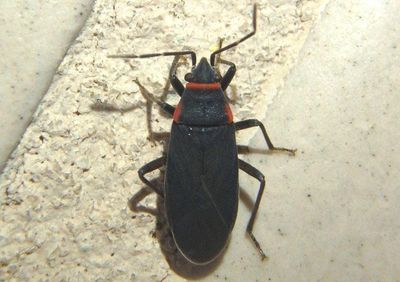Melacoryphus rubicollis; Seed Bug species