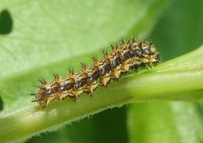 Microtia Checkerspot species caterpillar