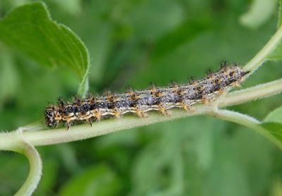 Microtia Checkerspot species caterpillar