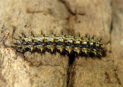 Microtia Checkerspot species caterpillar
