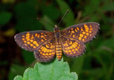 Texola elada; Elada Checkerspot