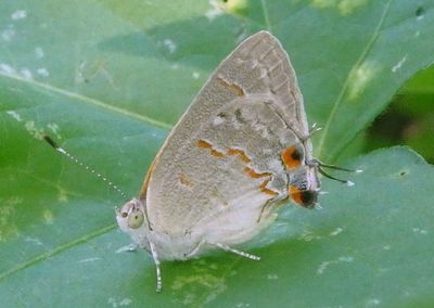 Ministrymon leda; Leda Ministreak; summer form