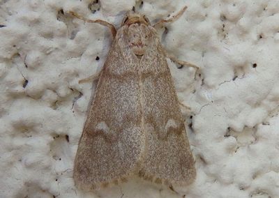 9731 - Narthecophora pulverea; Owlet Moth species
