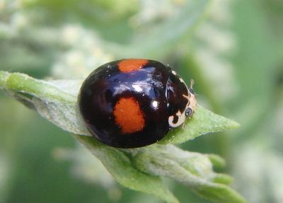 Olla v-nigrum; Ashy Gray Lady Beetle